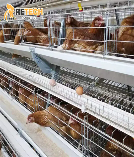 Manuel A Type Layer Chicken Battery Cage